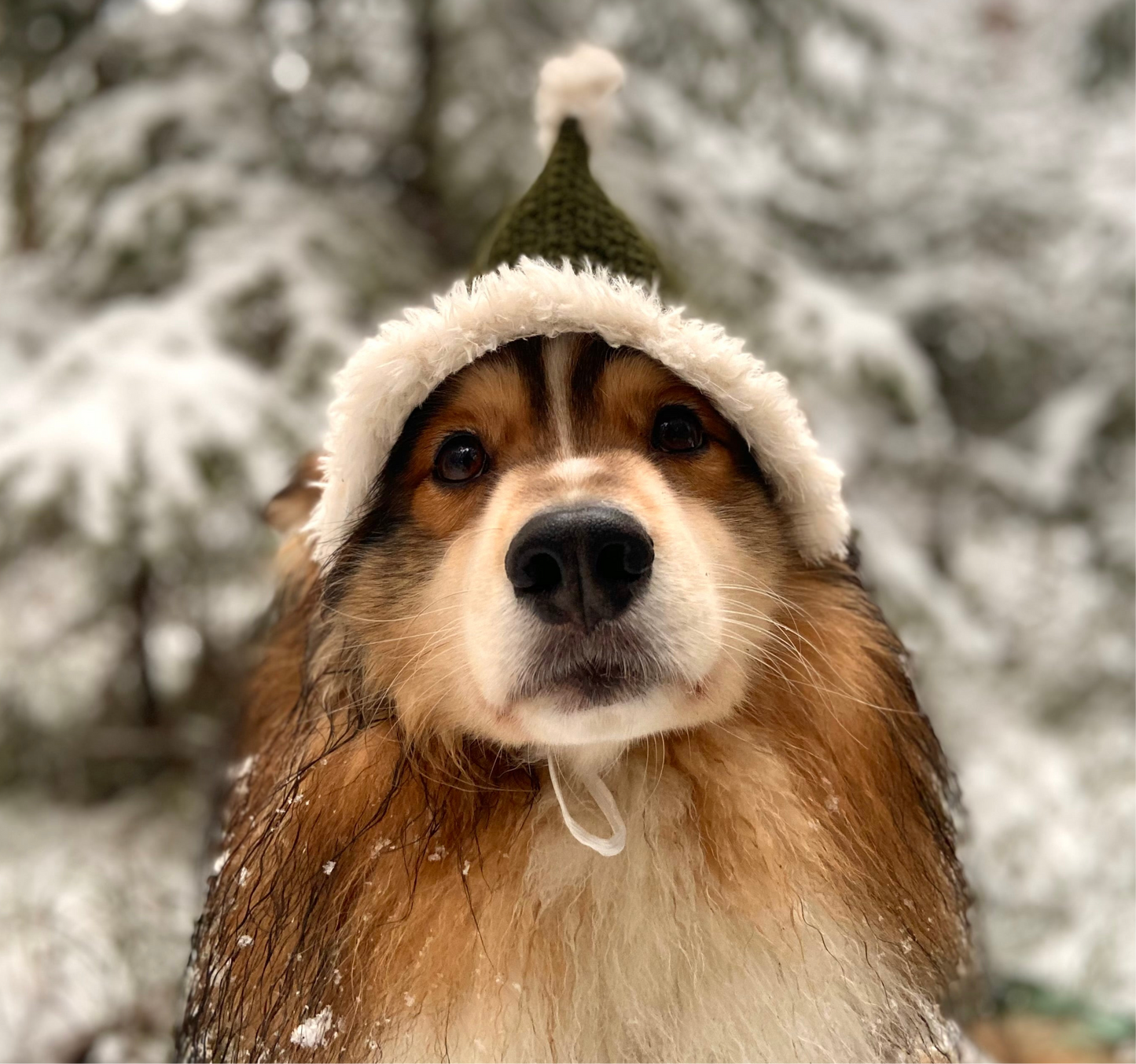 Koirien virkattu tonttulakki