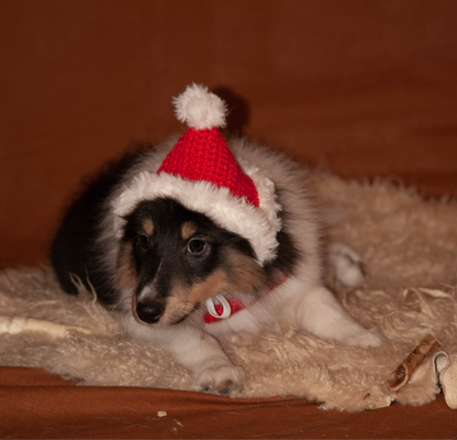 Koirien virkattu tonttulakki