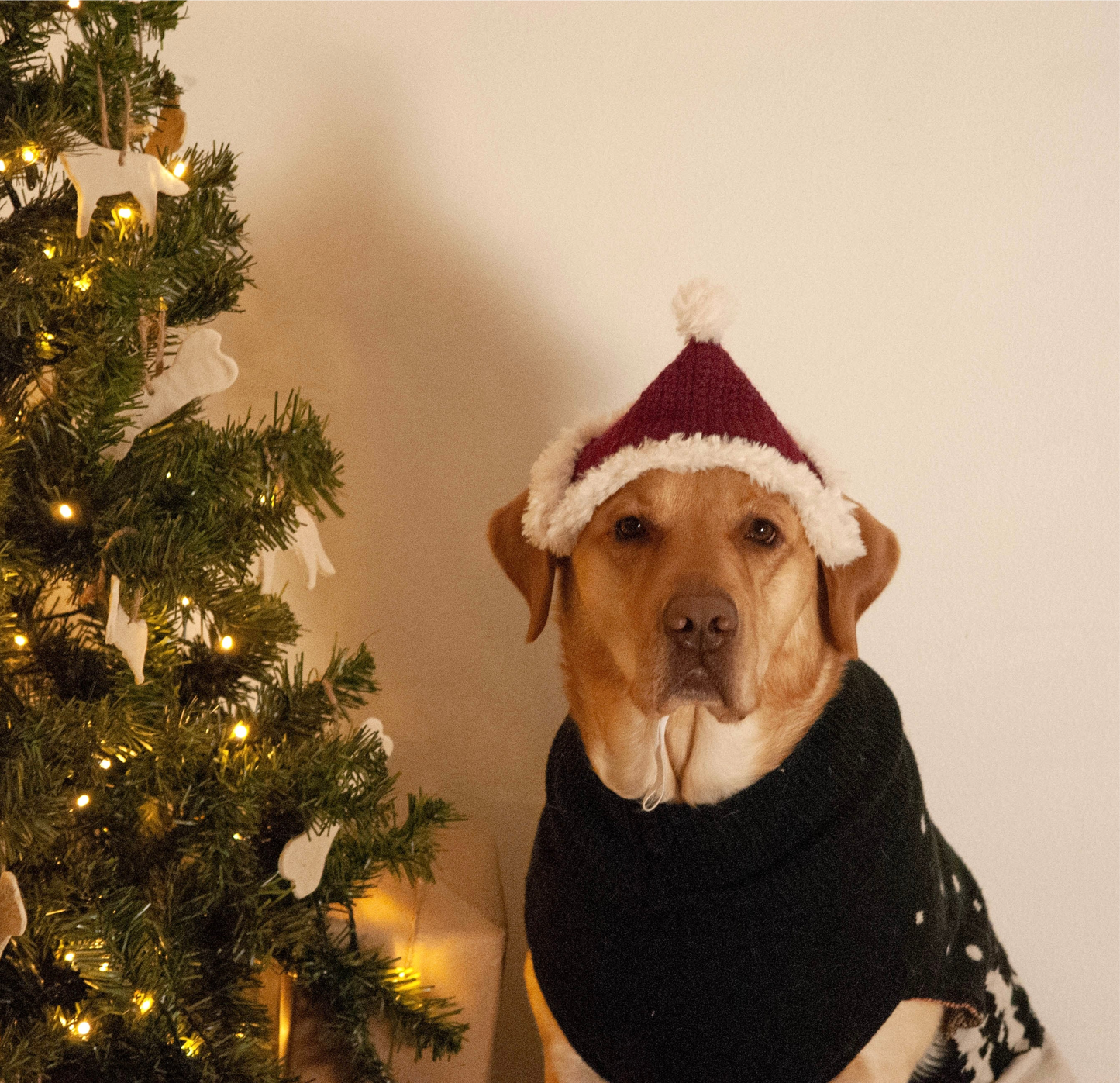 Koirien virkattu tonttulakki